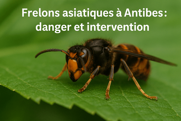 Frelon asiatique en gros plan sur une feuille à Antibes