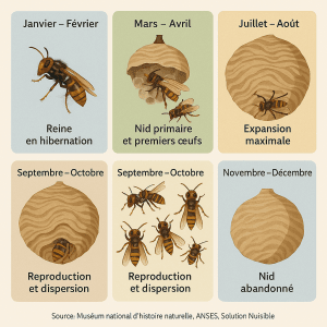 Infographie montrant les étapes mensuelles du cycle de vie d’un nid de frelon avec illustrations